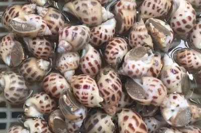 家养小龙虾要喂什么，一般可饲喂蚯蚓、鱼粉、谷类等食物