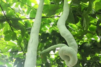 蛇瓜的种植技术,通常在2月上旬播种