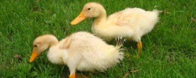 小鹅拉水便的原因,可能是得了白痢病