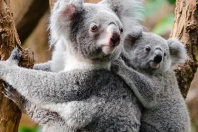 树袋熊的食物，幼崽会吃“屎”