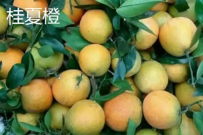 夏橙是夏季成熟的吗，属于夏季成熟的水果