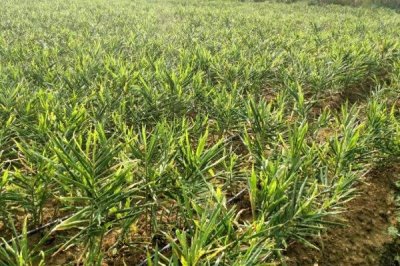 生姜的种植时间,一般于清明前后或谷雨节令播种