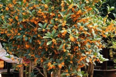 盆栽丹桂的养殖方法,抽梢时可施1-2次氮肥