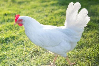 白羽肉鸡的生长周期,通常45天就可以出栏