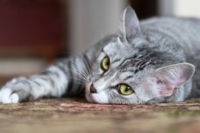 提倡在室内养猫的原因,可以避免交通事故和感染传染病等