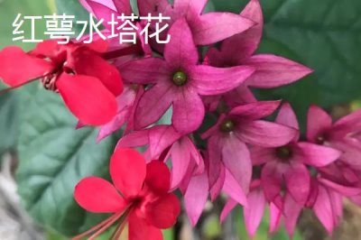 水塔花的种类,不同品种的叶片颜色不一