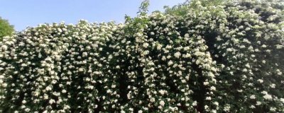 七里香和九里香的区别,生长习性、外形和繁殖方法均不同