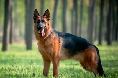 德国牧羊犬吃什么，可以喂干狗粮、灌装食品等