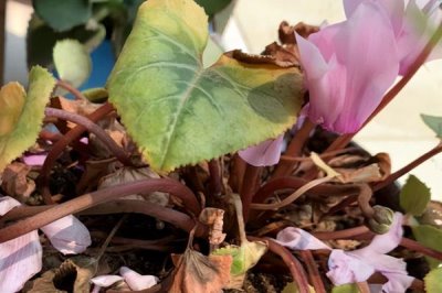 仙客来叶子发黄的原因，可能是长久脱肥或施肥过多等