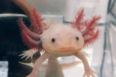 养六角龙鱼要注意什么,在22-26℃之间水中生长为佳