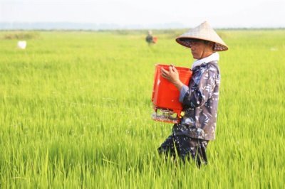 钾肥有效施需留心哪些方面,需留心土壤、作物和施肥技术