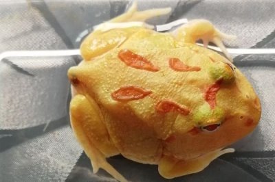 黄金角蛙的价格,一般在8-10元一只
