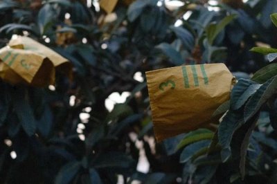 枇杷树适合在什么时候嫁接，2-4月份、9-11月份均为适宜时间