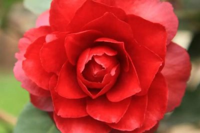 山茶花在日本有什么象征,代表渴望爱情、纯洁善良、青春活泼、顽强坚韧