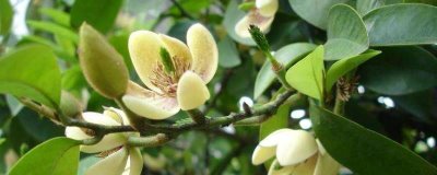 含笑花夏季的浇水方法，浇水频率为每天一次