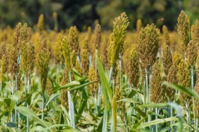 高粱常见的病害,不同病害的防治方法不同