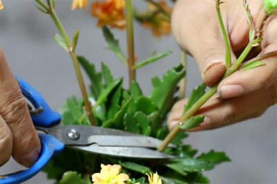 长寿花可以开多久，花期可持续90-120天左右