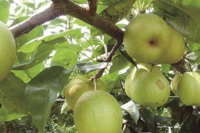 梨在我国的种植历史有多少年，至少有3000年以上的栽培历史