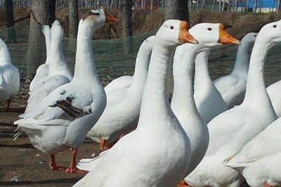 养鹅只吃草会饿死吗，只吃草的鹅不会饿死