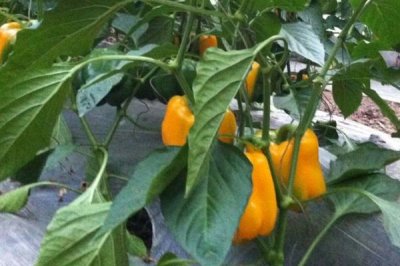 彩椒怎么种,需控制好温度和湿度