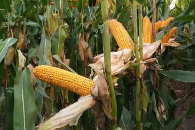 吉农玉588玉米品种的特性，中抗大斑病