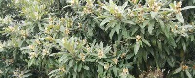 枇杷什么时候开花，盛花期在11-12月