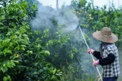杀虫剂是否可以杀死虱子和虱子卵，适合的杀虫剂可以
