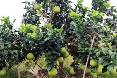 红肉蜜柚的施肥方法,可土壤施肥或根外追肥