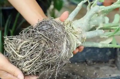 玫瑰烂根怎么处理,第一步要进行脱盆处理