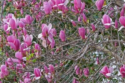 辛夷怎么繁殖,可采用播种、扦插等方法