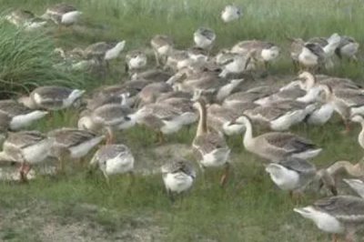 大雁的养殖方法,可在养殖舍内圈养