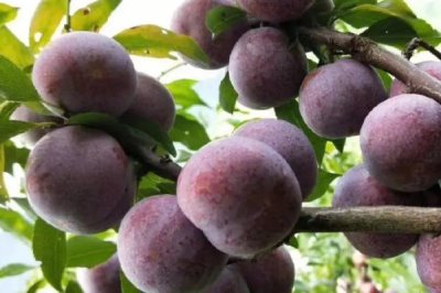 三华李树苗什么时候种植好,在12月20日至翌年2月5日种植为佳