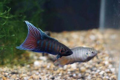 中国斗鱼冬天会冻死吗,冬天不容易轻易冻死