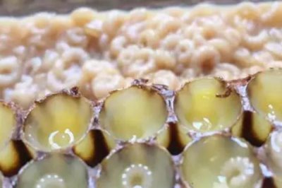 蜂王幼虫吃什么食物,蜂王幼虫吃蜂王浆