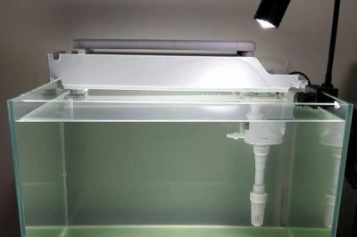 新鱼入缸的注意事项,消毒和过温很关键