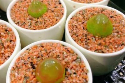 多肉灯泡怎么栽培，喜欢凉爽干燥的环境