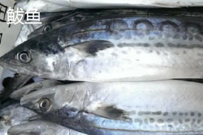 鲐鱼的产地，我国近海均产之