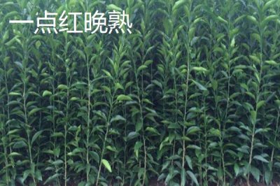 黑霸王李子苗的价格,一棵需要3-6元左右