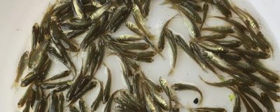 2-3厘米的草鱼苗吃什么,浮游类生物和小型水生动物是不错的选择