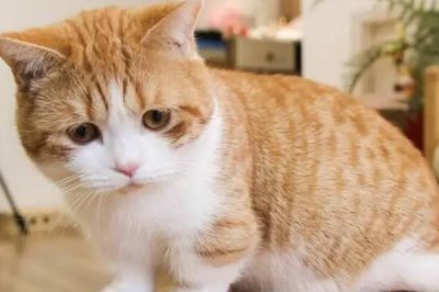 猫咪为什么会吐毛球,通过消化道难排出体外所以会吐出来