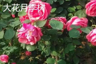 大花月季树的批发价格，地区、时间和季节都会影响价格