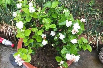茉莉花烂根的原因及解决方法，可能是盆土不适或浇水不当所致