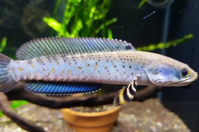 幻彩红宝石雷龙鱼简介,体型长度可以达到30厘米左右