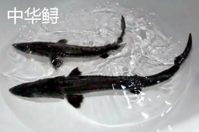 养殖的中华鲟能不能吃,人工繁殖的子二代才可以销售食用