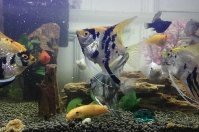 小燕鱼的养殖方法,不能在草缸里养