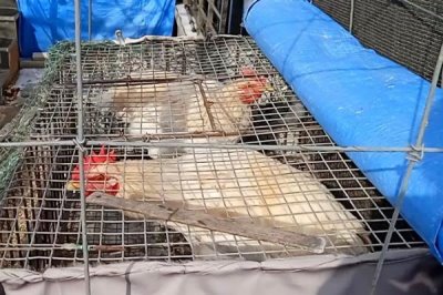 冬季养鸡的注意事项，要给它们做保暖措施