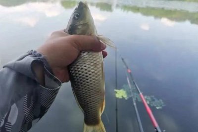钓鲤鱼用什么鱼钩,可选择伊势尼钩、伊豆钩等