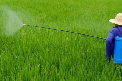 打了除草剂多久见效,见效时间取决于除草剂种类和天气等