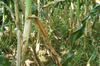 玉米纹枯病的症状,初期为水渍状近圆形病斑