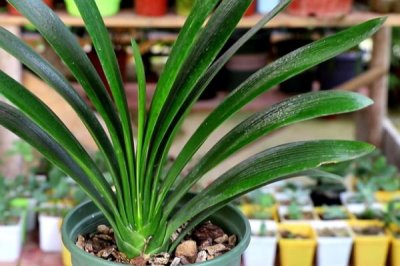 养殖君子兰用什么土壤,以疏松多孔、松散蓬松的土壤为宜